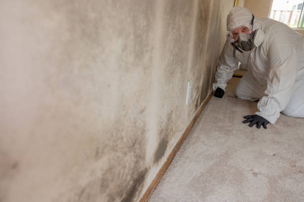 Best Attic Mold Removal  in Rockville Centre, NY